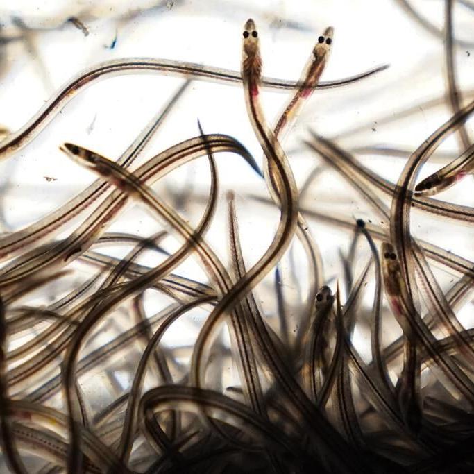 US regulators maintain fishing quota for valuable baby eels, even as Canada struggles with poaching